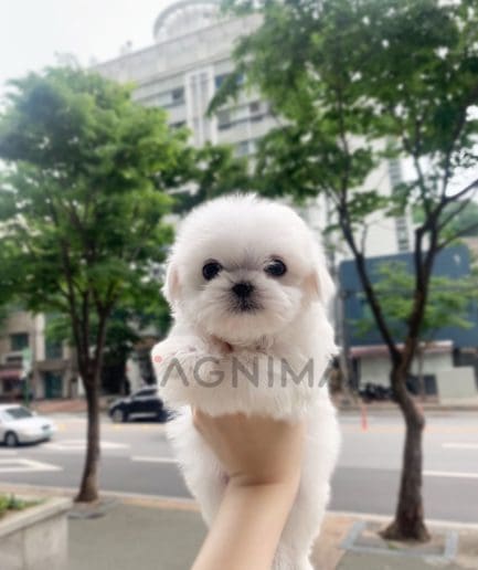 Maltese puppy for sale, dog for sale at Tagnimal