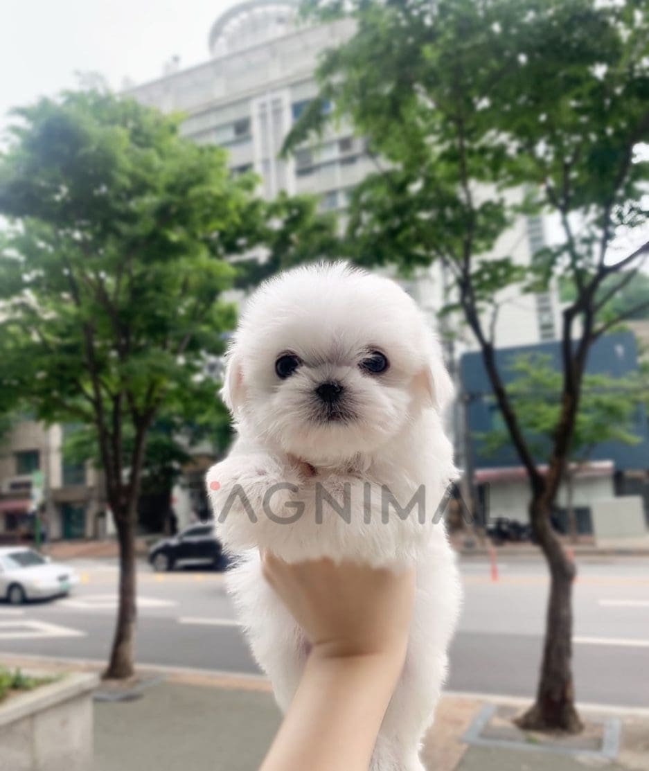 Maltese puppy for sale, dog for sale at Tagnimal