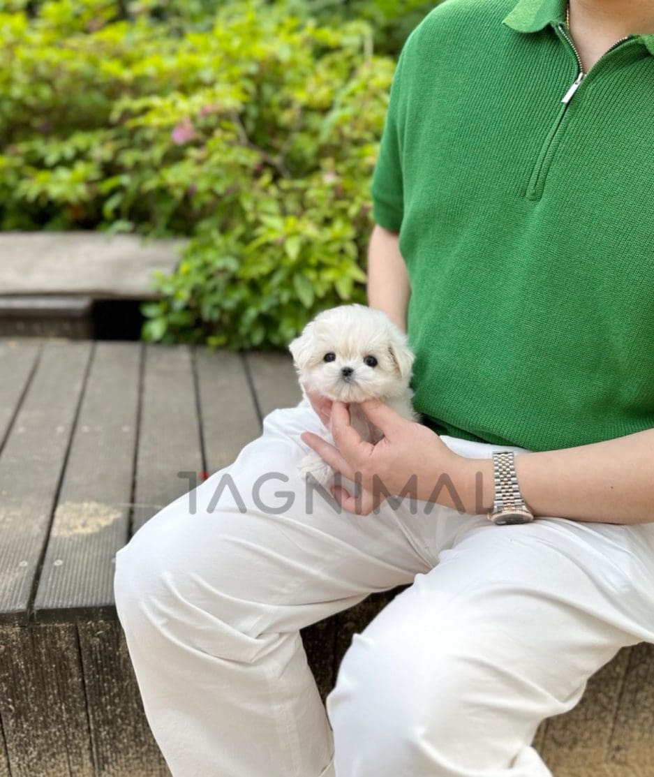 Maltese puppy for sale, dog for sale at Tagnimal