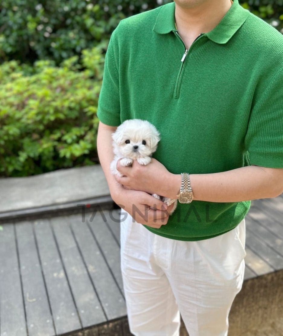 Maltese puppy for sale, dog for sale at Tagnimal