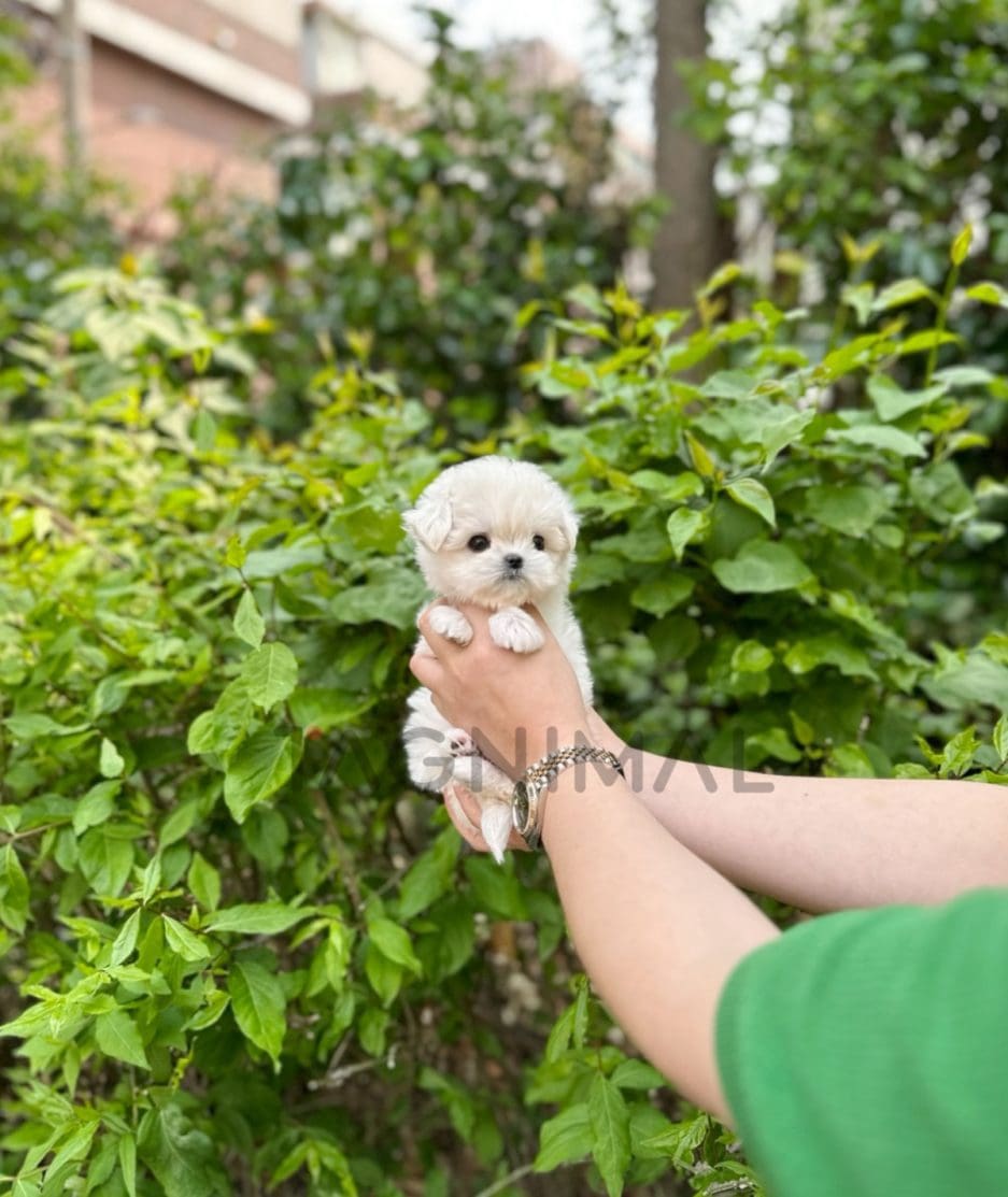 Maltese puppy for sale, dog for sale at Tagnimal