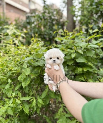 Maltese puppy for sale, dog for sale at Tagnimal