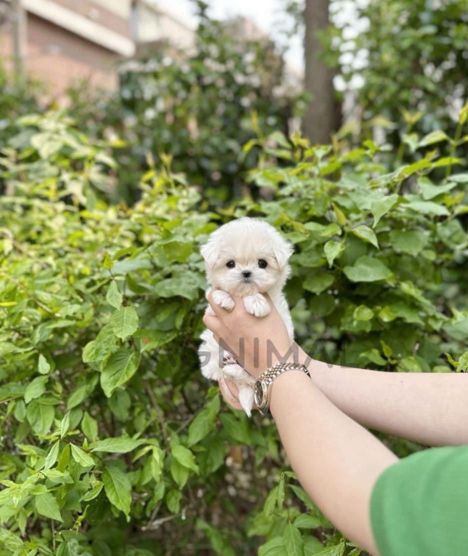 Maltese puppy for sale, dog for sale at Tagnimal