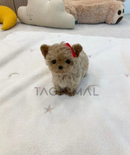 Maltipoo puppy for sale, dog for sale at Tagnimal