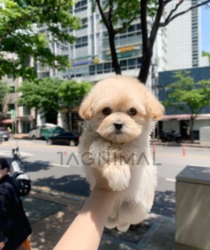 Maltipoo puppy for sale, dog for sale at Tagnimal