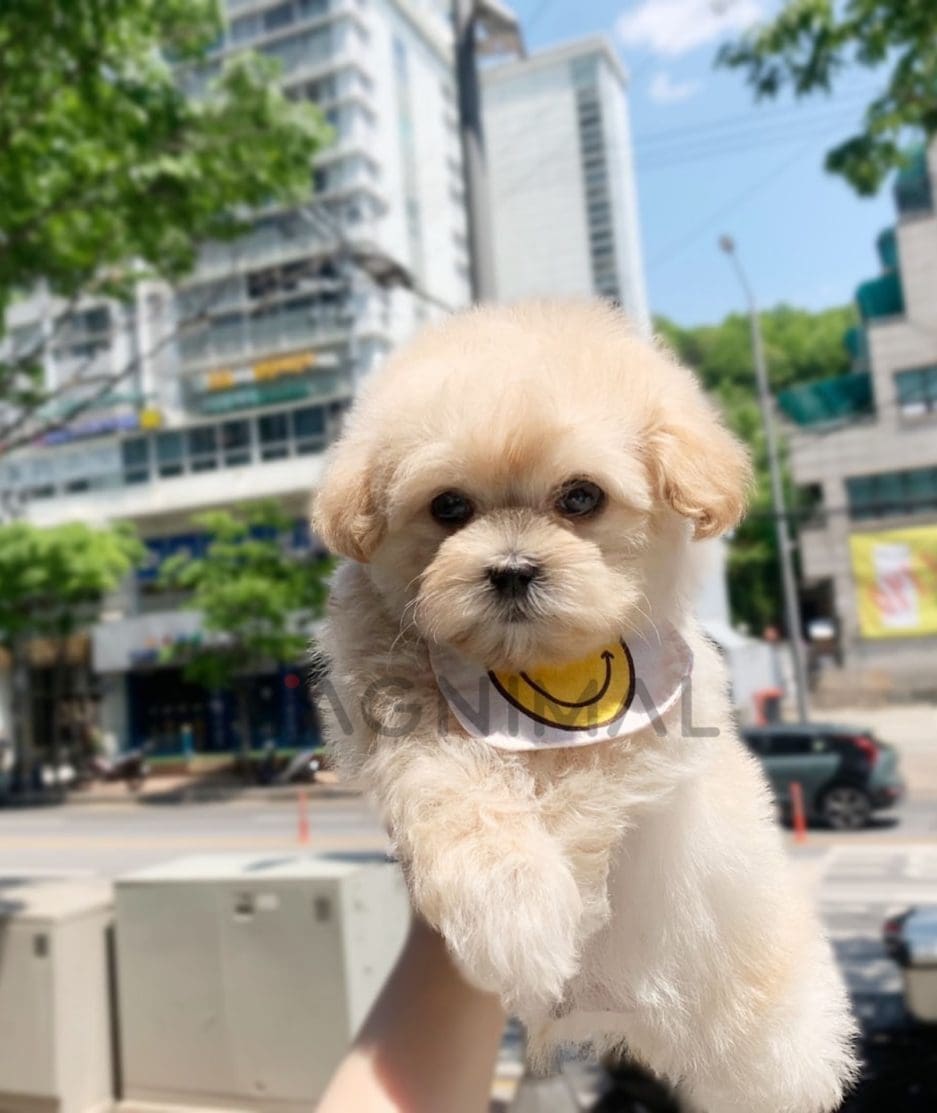 Maltipoo puppy for sale, dog for sale at Tagnimal