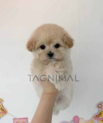 Maltipoo puppy for sale, dog for sale at Tagnimal