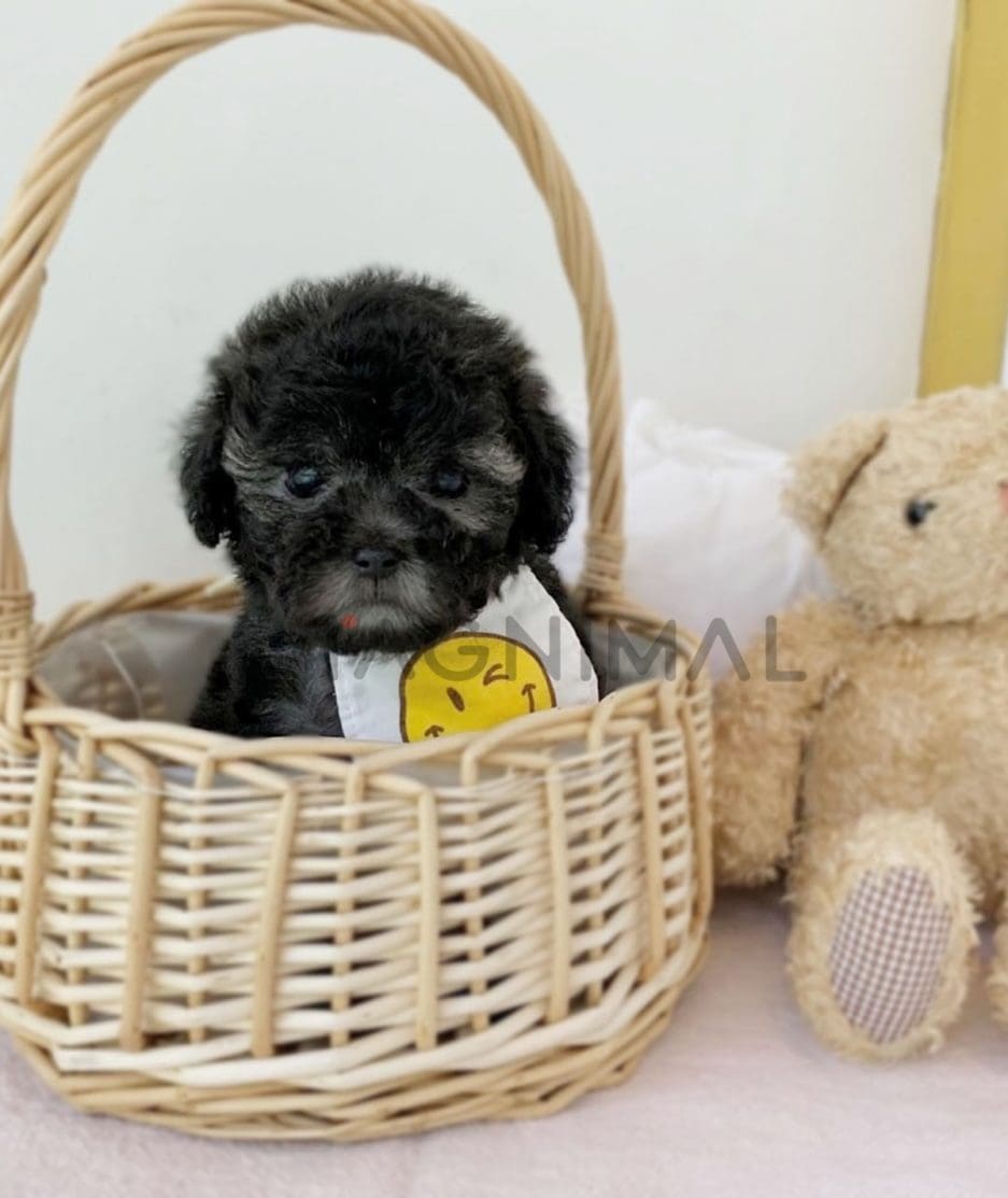 Poodle puppy for sale, dog for sale at Tagnimal