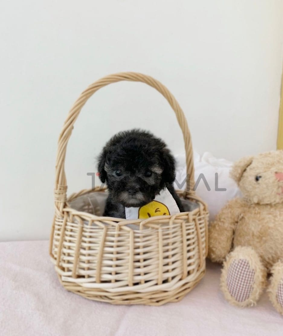 Poodle puppy for sale, dog for sale at Tagnimal