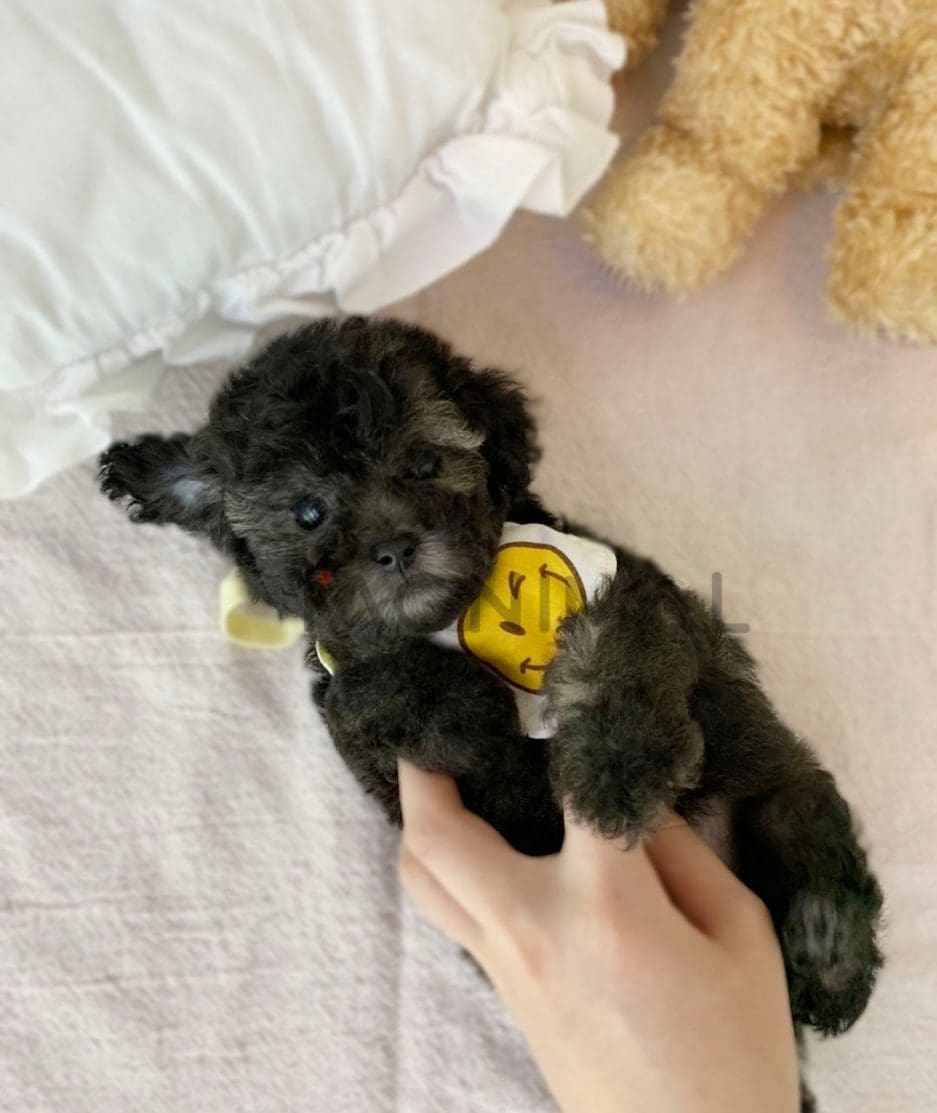 Poodle puppy for sale, dog for sale at Tagnimal