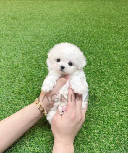 Bichon puppy for sale, dog for sale at Tagnimal