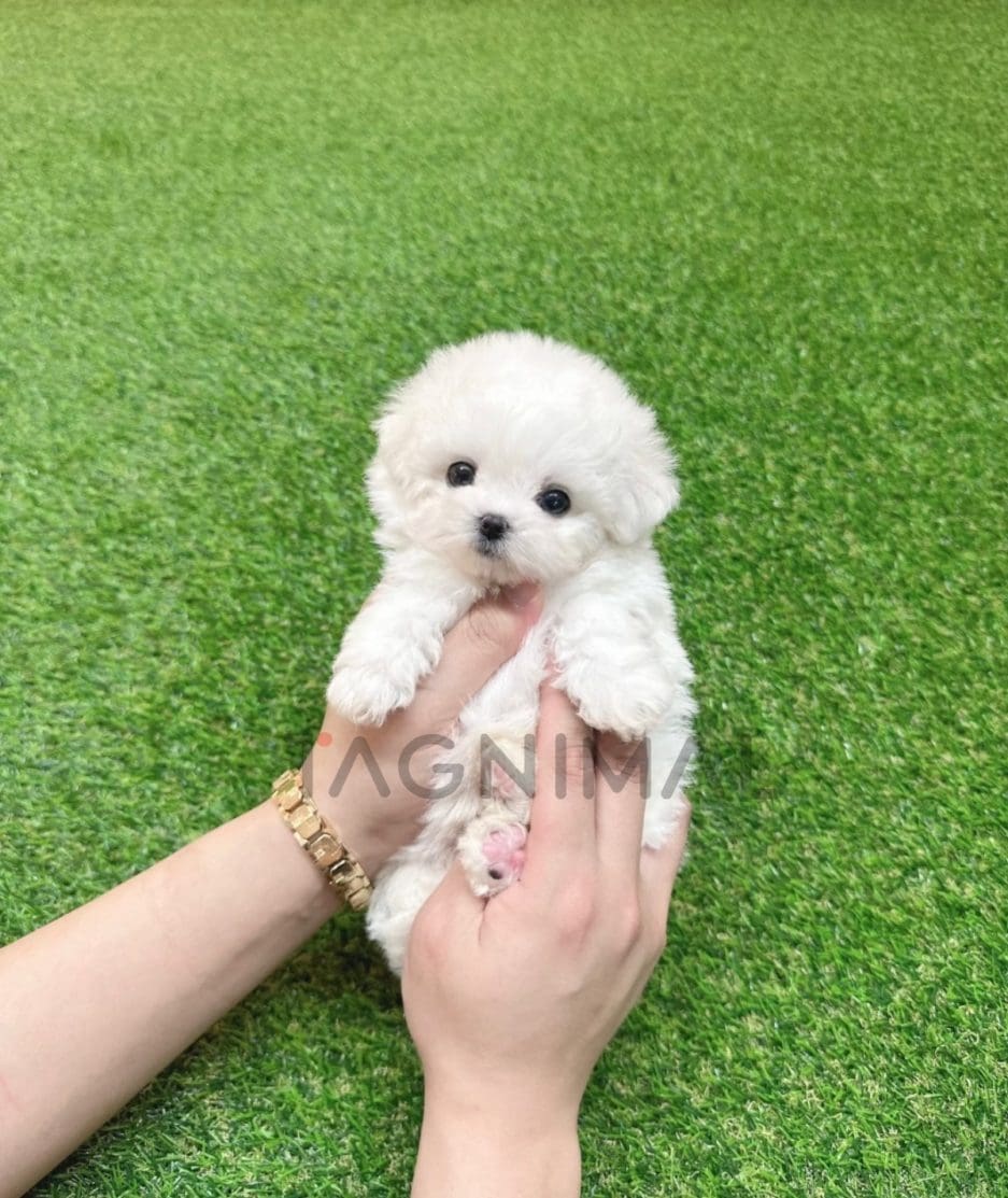 Bichon puppy for sale, dog for sale at Tagnimal