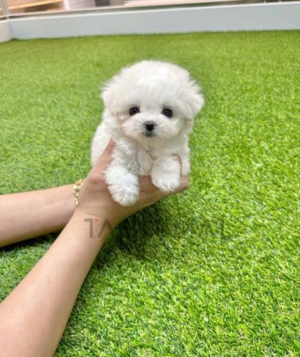 Bichon puppy for sale, dog for sale at Tagnimal