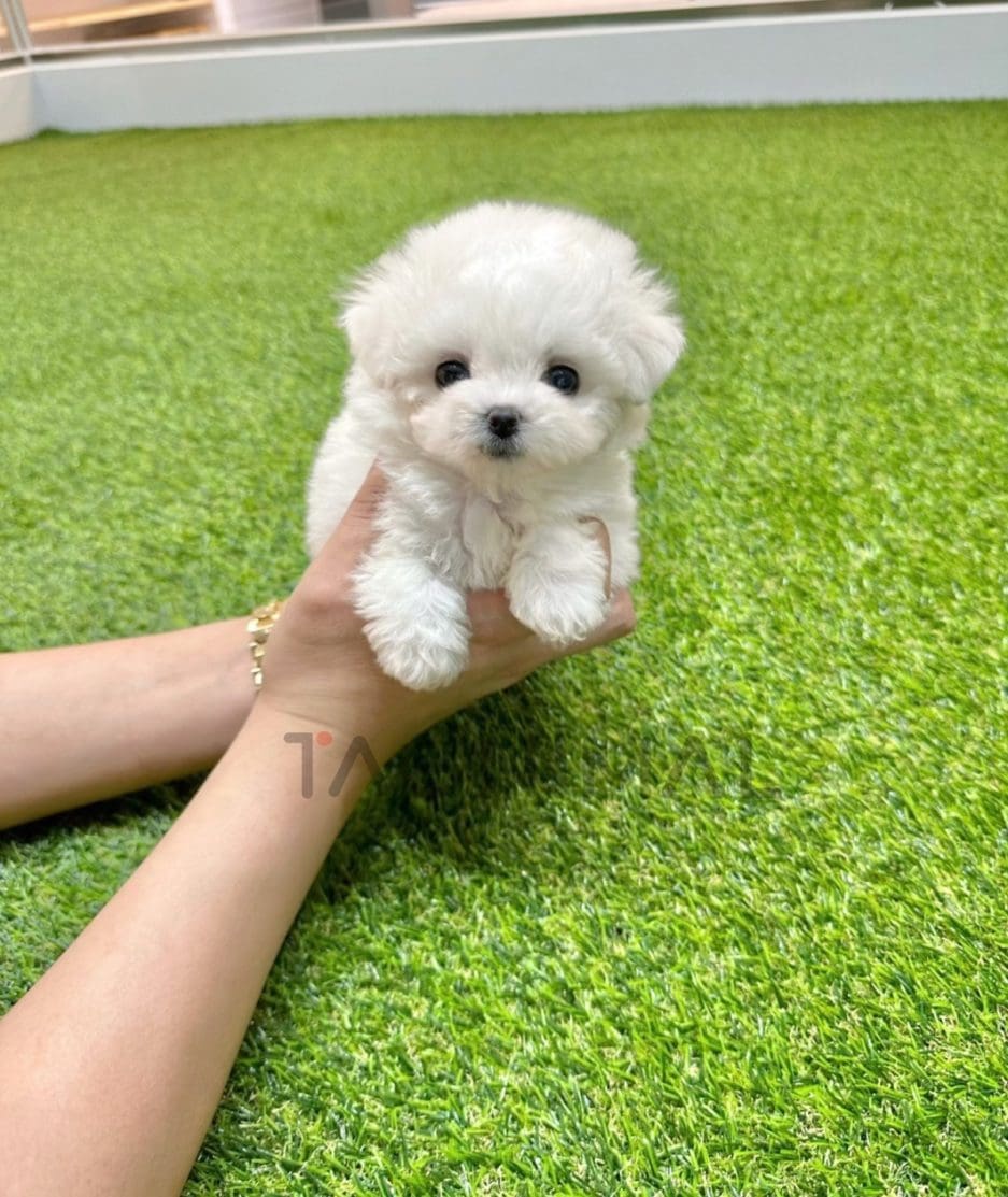 Bichon puppy for sale, dog for sale at Tagnimal