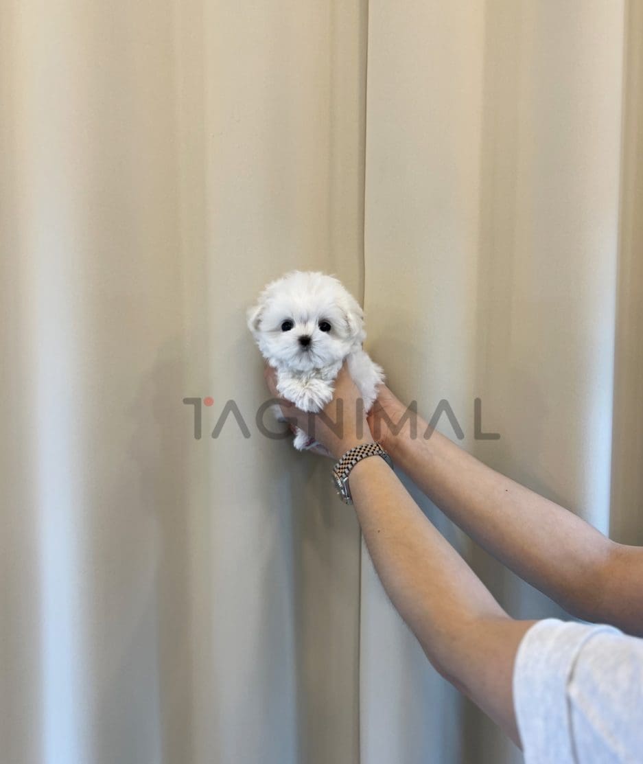 Maltese puppy for sale, dog for sale at Tagnimal