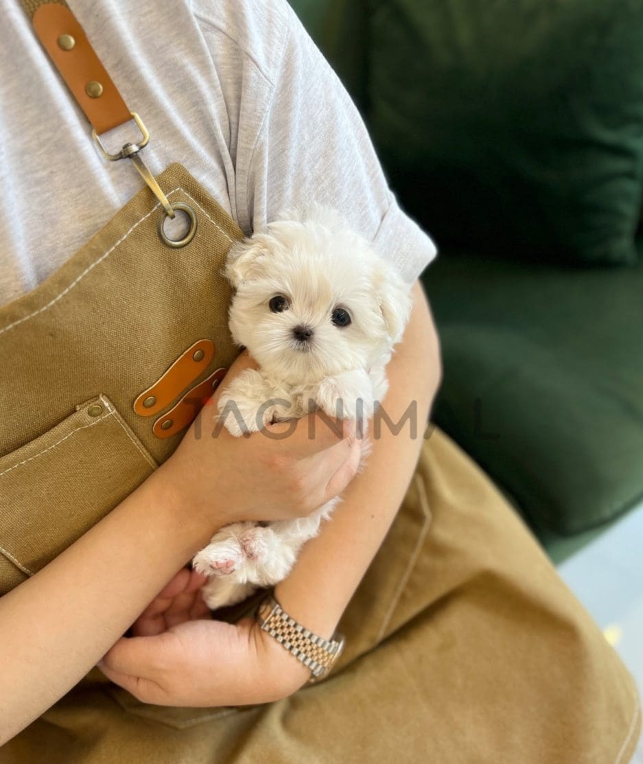 Maltese puppy for sale, dog for sale at Tagnimal