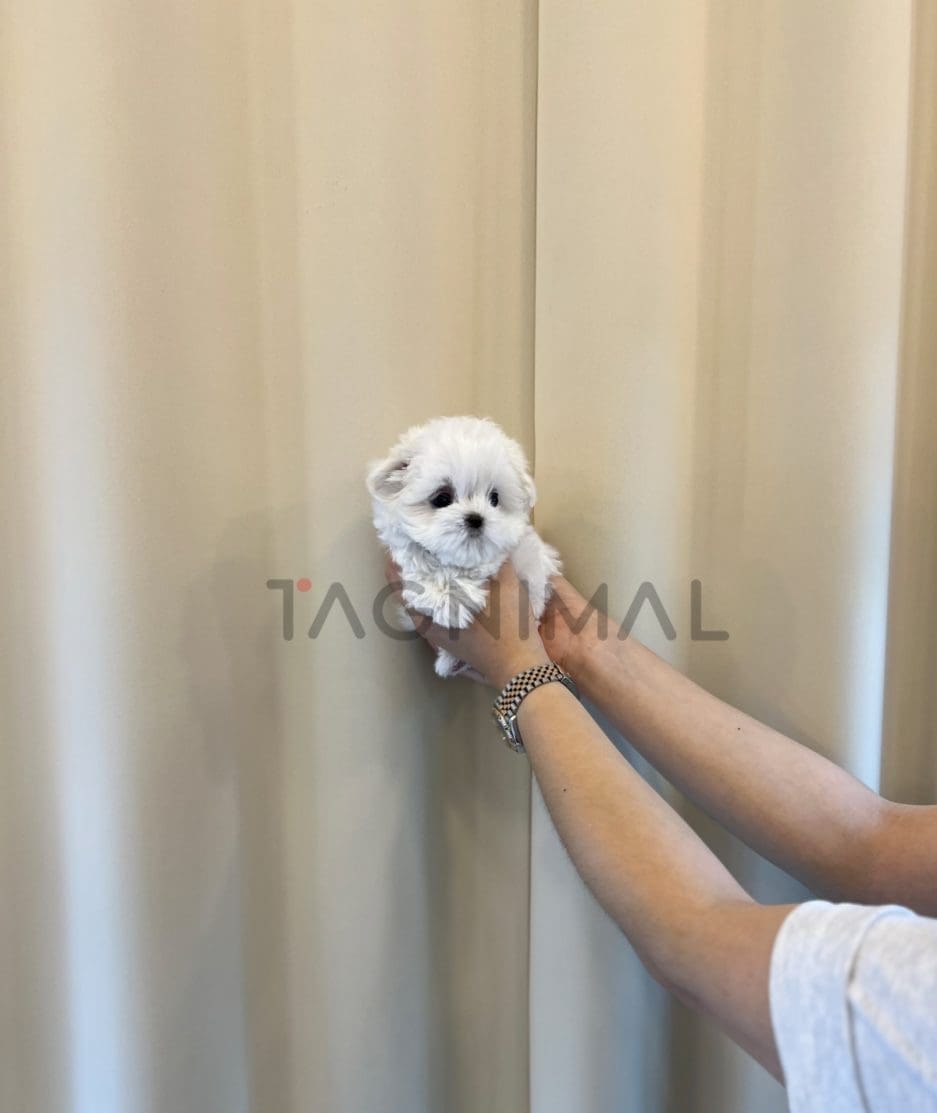 Maltese puppy for sale, dog for sale at Tagnimal