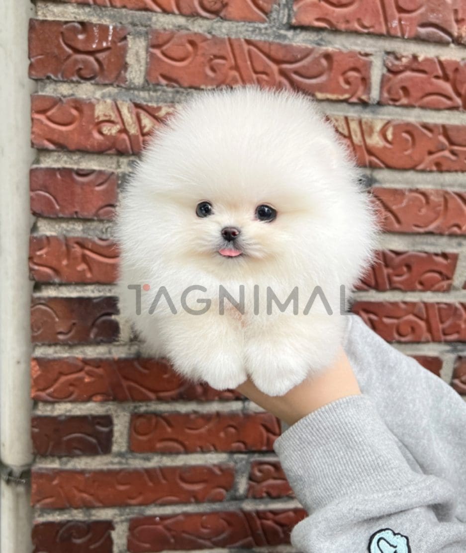 Pomeranian puppy for sale, dog for sale at Tagnimal