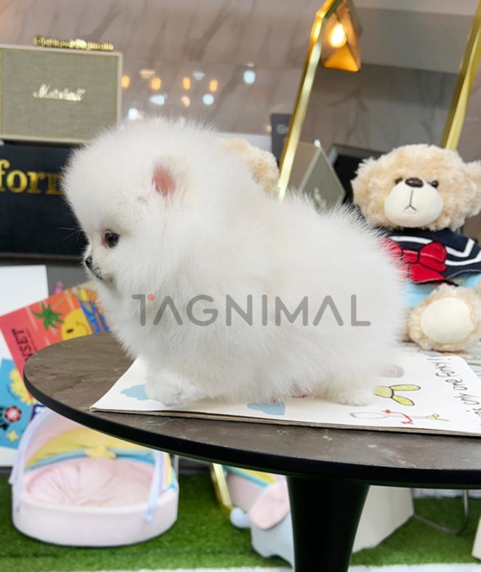 Pomeranian puppy for sale, dog for sale at Tagnimal