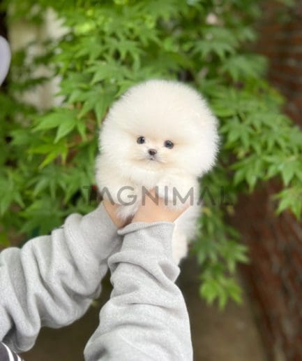 Pomeranian puppy for sale, dog for sale at Tagnimal