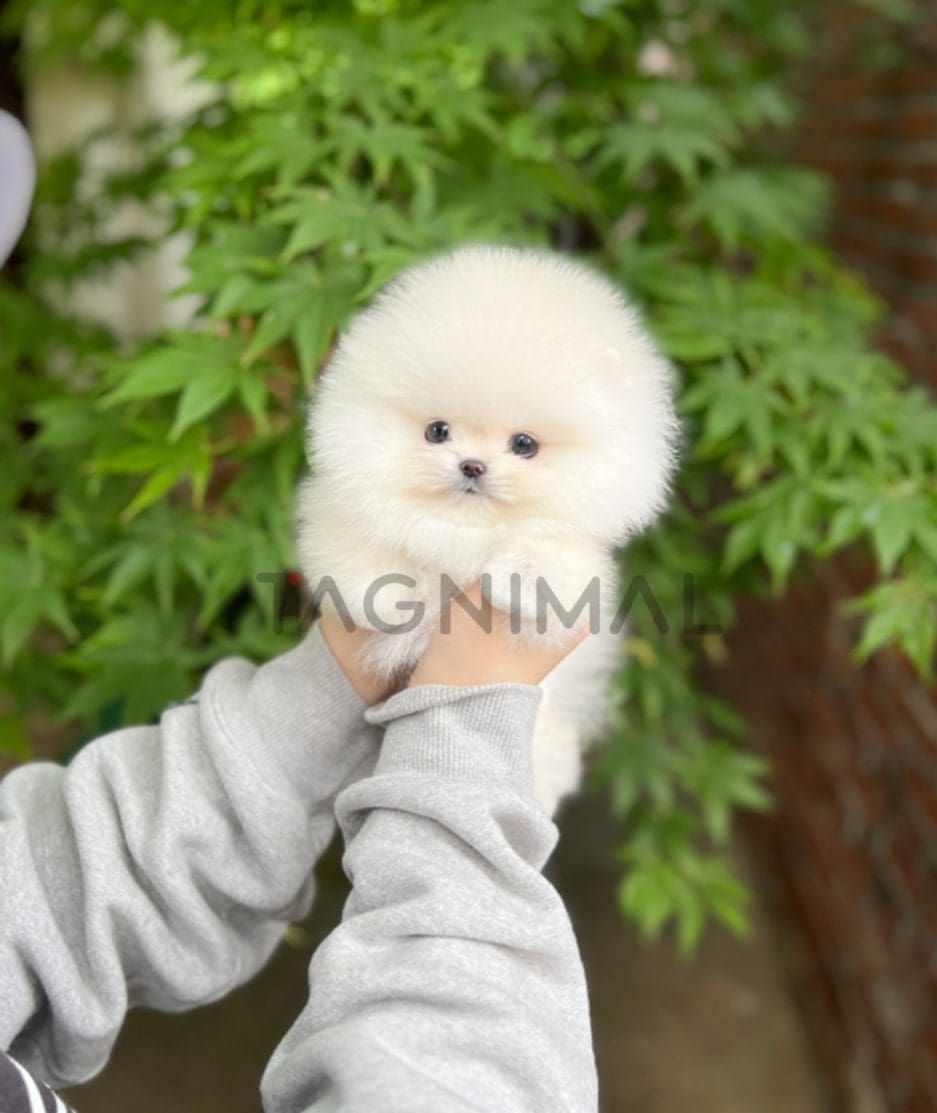 Pomeranian puppy for sale, dog for sale at Tagnimal