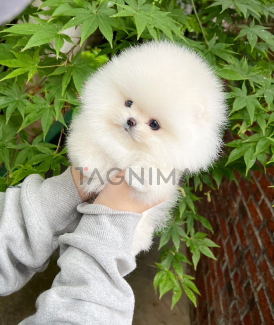 Pomeranian puppy for sale, dog for sale at Tagnimal