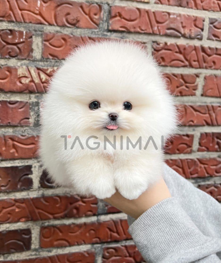 Pomeranian puppy for sale, dog for sale at Tagnimal