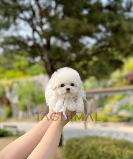 Bichon puppy for sale, dog for sale at Tagnimal