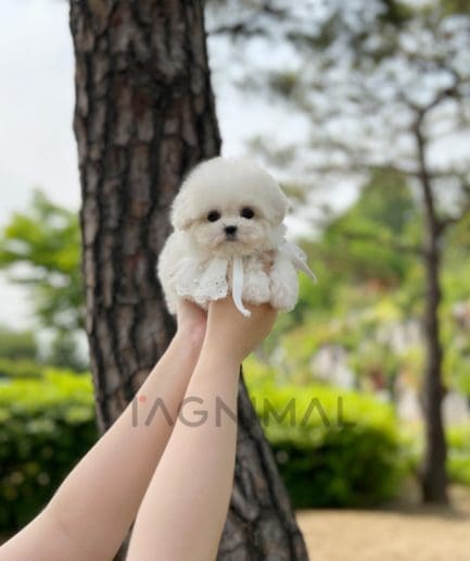 Bichon puppy for sale, dog for sale at Tagnimal