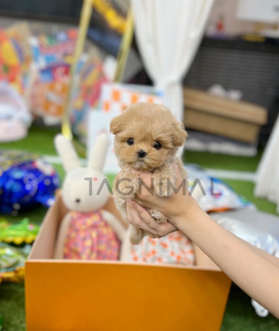 Maltipoo puppy for sale, dog for sale at Tagnimal