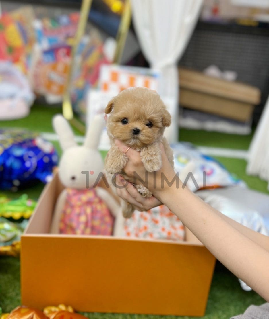 Maltipoo puppy for sale, dog for sale at Tagnimal