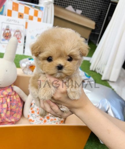 Maltipoo puppy for sale, dog for sale at Tagnimal