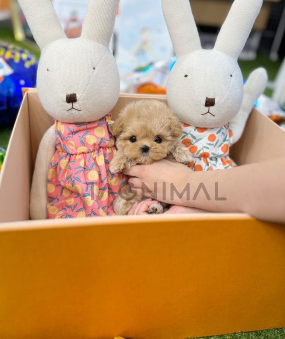 Maltipoo puppy for sale, dog for sale at Tagnimal