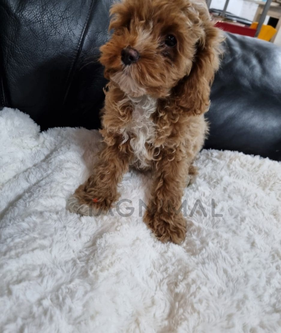 Cavapoo puppy for sale, dog for sale at Tagnimal