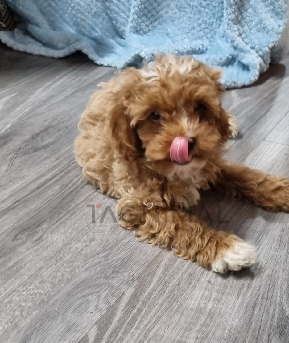 Cavapoo puppy for sale, dog for sale at Tagnimal