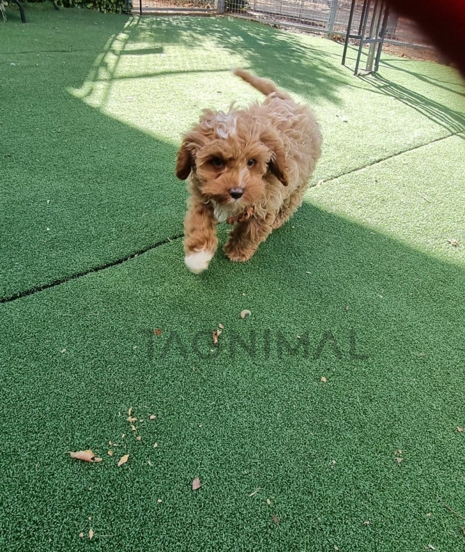 Cavapoo puppy for sale, dog for sale at Tagnimal