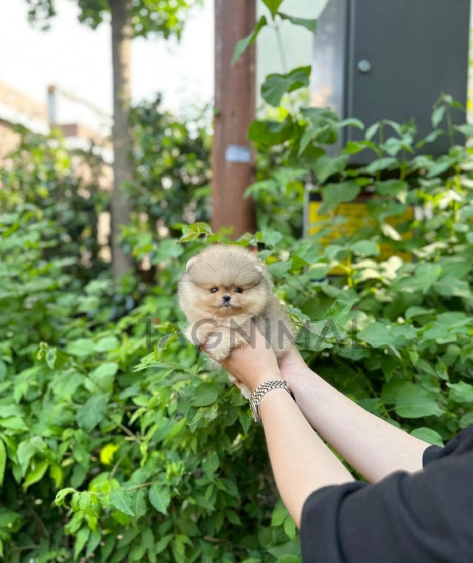 Pomeranian puppy for sale, dog for sale at Tagnimal