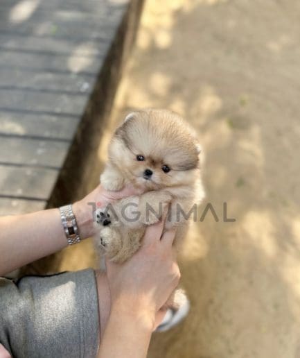 Pomeranian puppy for sale, dog for sale at Tagnimal