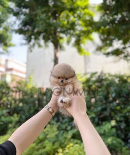 Pomeranian puppy for sale, dog for sale at Tagnimal