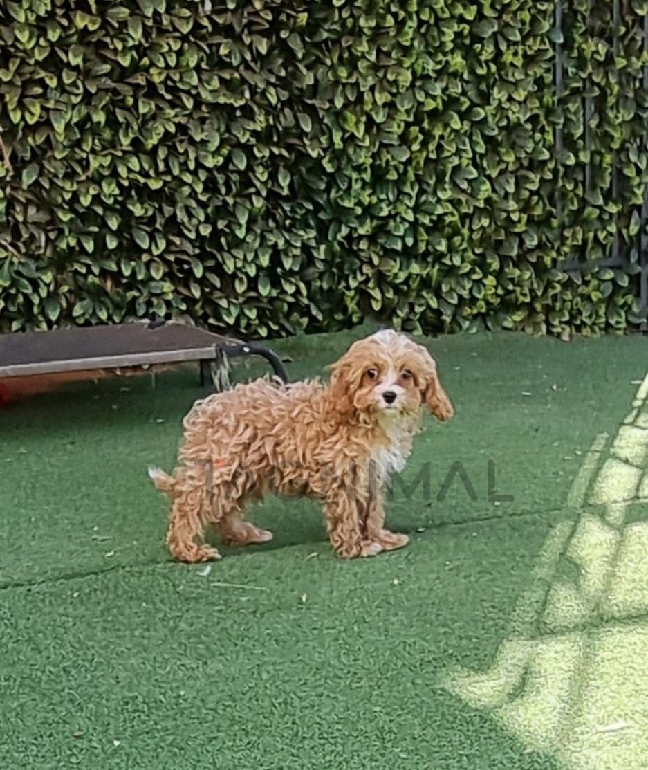 Cavapoo puppy for sale, dog for sale at Tagnimal