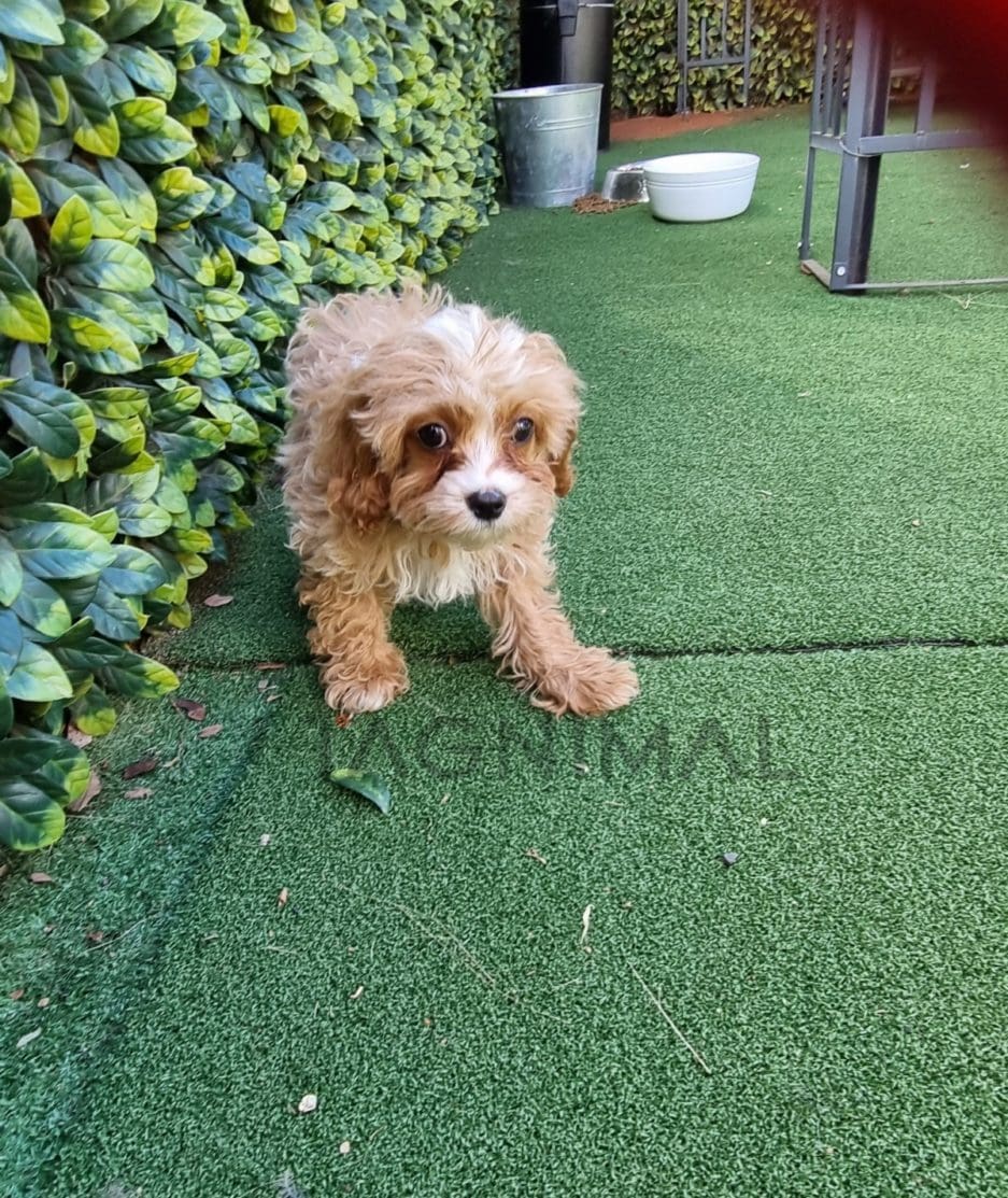 Cavapoo puppy for sale, dog for sale at Tagnimal