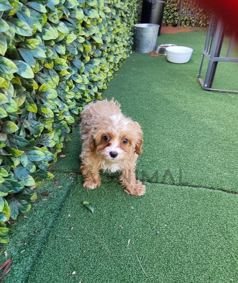 Cavapoo puppy for sale, dog for sale at Tagnimal