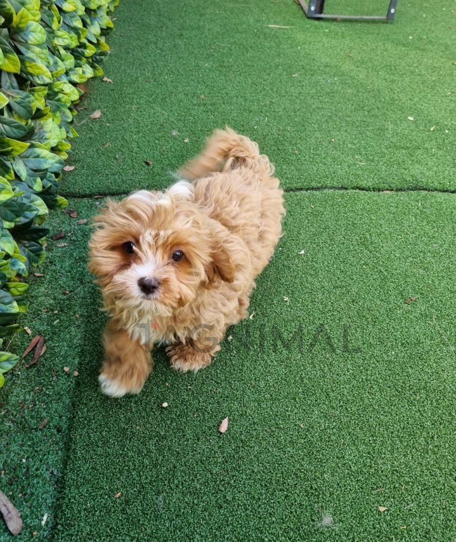 Cavapoo puppy for sale, dog for sale at Tagnimal