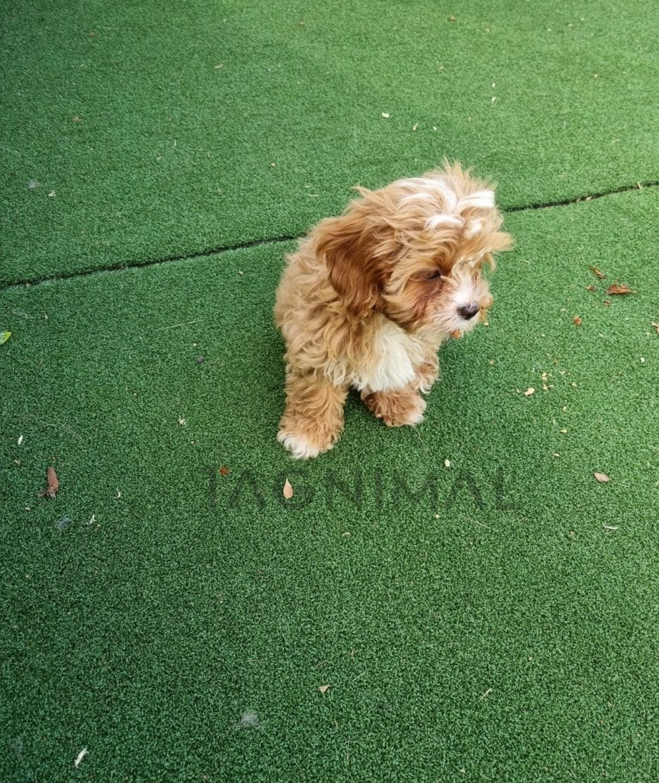 Cavapoo puppy for sale, dog for sale at Tagnimal