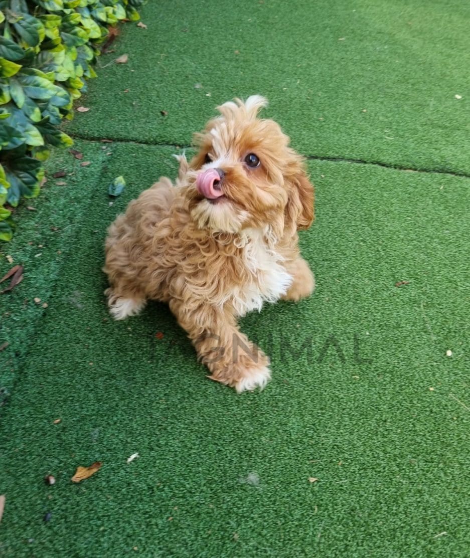 Cavapoo puppy for sale, dog for sale at Tagnimal