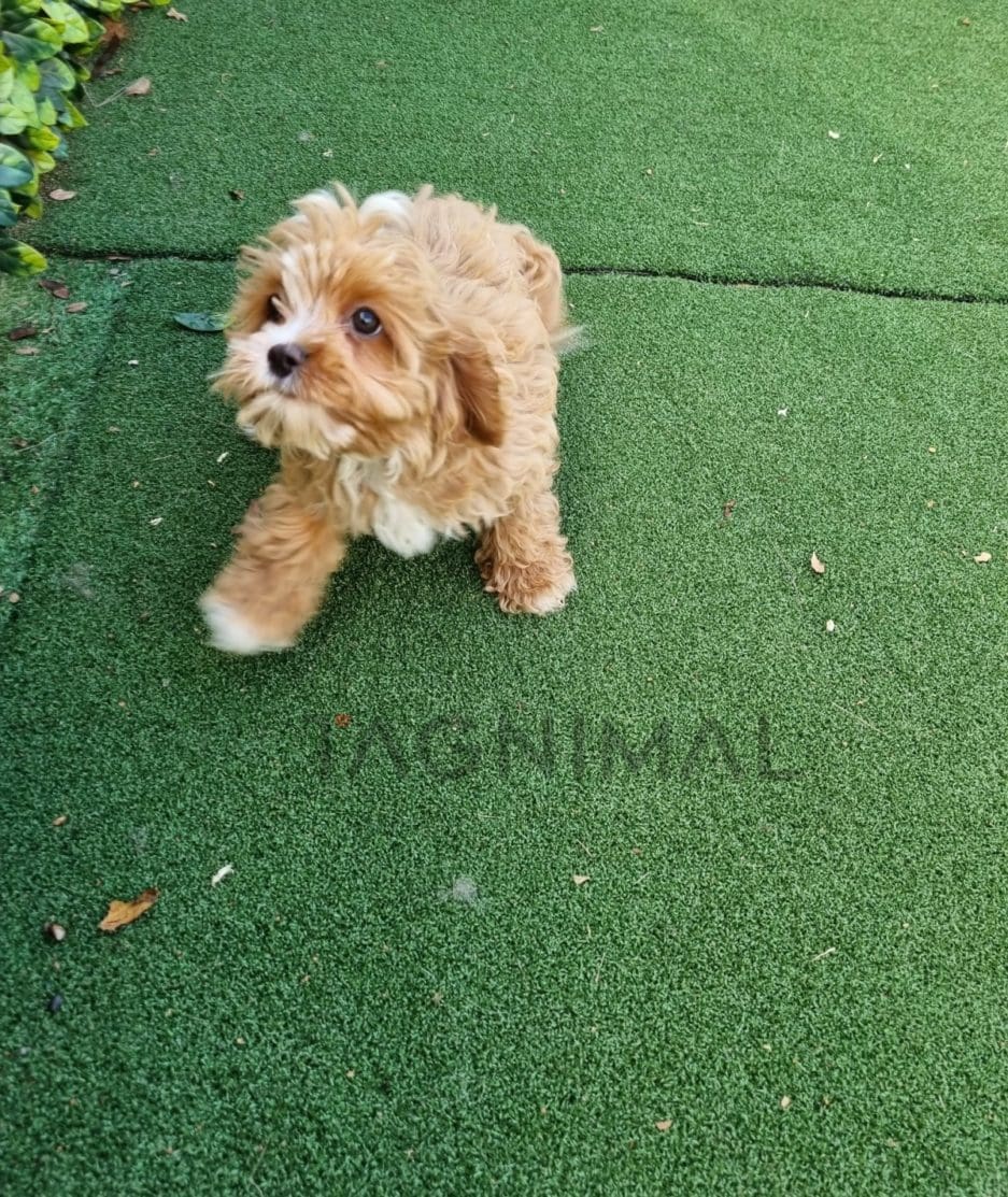 Cavapoo puppy for sale, dog for sale at Tagnimal