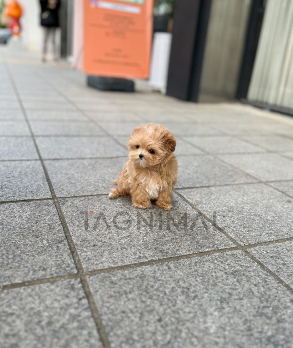 Maltipoo puppy for sale, dog for sale at Tagnimal