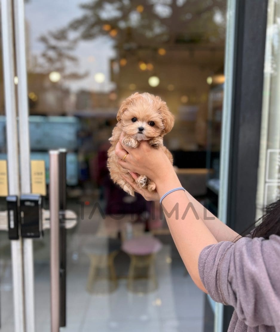 Maltipoo puppy for sale, dog for sale at Tagnimal