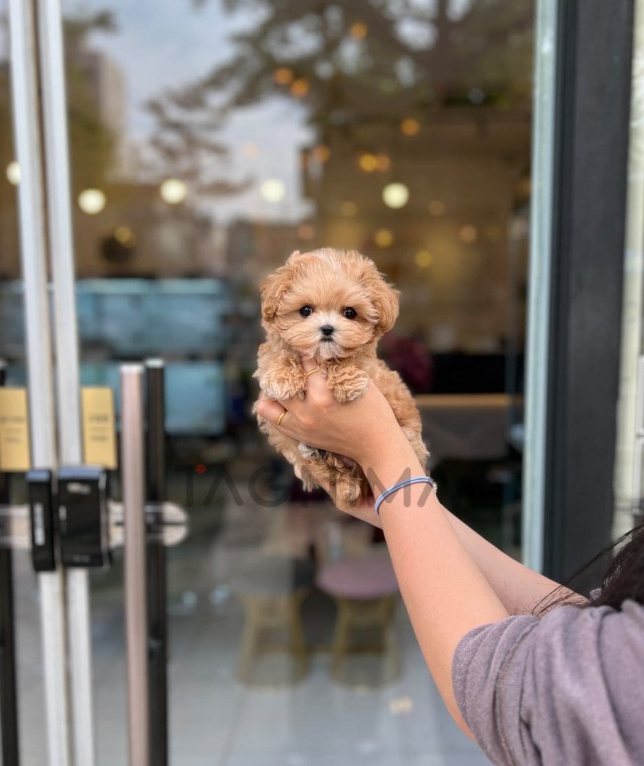 Maltipoo puppy for sale, dog for sale at Tagnimal