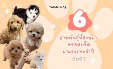 Tagnimal สายพันธุ์น้องหมาครอสบรีด มาแรงประจำปี 2023